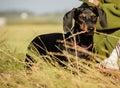 Dog eating grass