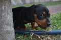 Dog eating grass green cute puppy Royalty Free Stock Photo