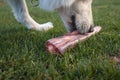 Raw meat for dog Royalty Free Stock Photo