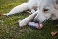 Raw meat for dog Royalty Free Stock Photo