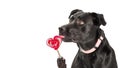 Dog Eating Heart Valentine`s Day Sucker