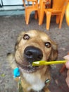 Dog eating icecream Royalty Free Stock Photo