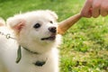 Dog eating icecream Royalty Free Stock Photo