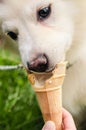 Dog eating icecream Royalty Free Stock Photo