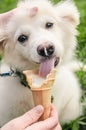 Dog eating icecream Royalty Free Stock Photo