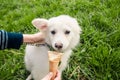 Dog eating icecream Royalty Free Stock Photo