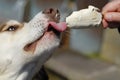 Dog Eating Icream Closeup. Royalty Free Stock Photo