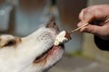 Dog Eating Icream Closeup. Royalty Free Stock Photo