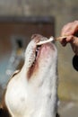 Dog Eating Icream Closeup. Royalty Free Stock Photo