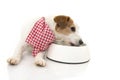 DOG EATING AND LICKING ITS BOWL. LYING DOWN JACK RUSSELL RELYSHING ITS FOOD. ISOLATED AGAINST WHITE BACKGROUND