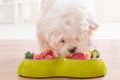 Dog eating natural food from a bowl Royalty Free Stock Photo