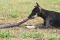 Dog eating rat sanke Royalty Free Stock Photo