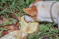 Dog eating ripen durian