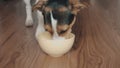 Dog is eating something from the bowl by sliding it on the floor