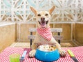 Dog eating a the table with food bowl