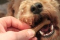 Dog eating treat bone Royalty Free Stock Photo