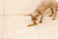 Dog eating treat food from ground Royalty Free Stock Photo