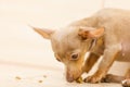 Dog eating treat food from ground Royalty Free Stock Photo