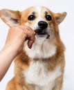 Dog eating a treat with hands Royalty Free Stock Photo