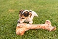 Dog eats a big bone Royalty Free Stock Photo