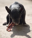 Dog eats bone Royalty Free Stock Photo