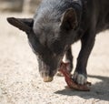 Dog eats bone Royalty Free Stock Photo