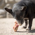 Dog eats bone Royalty Free Stock Photo