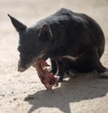 Dog eats bone Royalty Free Stock Photo