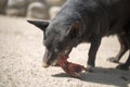 Dog eats bone Royalty Free Stock Photo