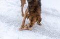 Dog eats bone in the snow in winter Royalty Free Stock Photo