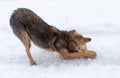 Dog eats bone in the snow in winter Royalty Free Stock Photo