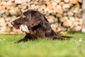 Dog eats calf sternum