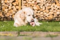 Dog eats calf sternum