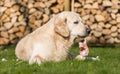 Dog eats calf sternum