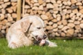 Dog eats calf sternum