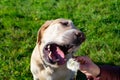 The dog eats dandelions and grass, vitamin deficiency, balanced diet . Labrador. Royalty Free Stock Photo