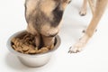 Dog eats feed from a bowl, enjoys delicious food