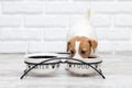 Dog eats food from bowl. Jackrussell terier puppy