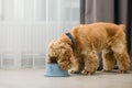 The dog eats food from his bowl with appetite Royalty Free Stock Photo