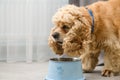 The dog eats food from his bowl with appetite Royalty Free Stock Photo