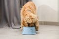 The dog eats food from his bowl with appetite Royalty Free Stock Photo