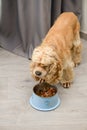 The dog eats food from his bowl with appetite Royalty Free Stock Photo