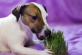 The dog eats the grass, Royalty Free Stock Photo