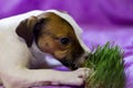 The dog eats the grass, Royalty Free Stock Photo