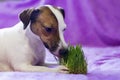 Dog eats the grass, the promotion of health Royalty Free Stock Photo