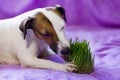 Dog eats the grass, the promotion of health Royalty Free Stock Photo