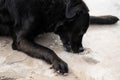 Dog eats and licks frozen salt water