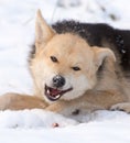 A dog eats meat in the snow Royalty Free Stock Photo