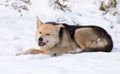 A dog eats meat in the snow Royalty Free Stock Photo