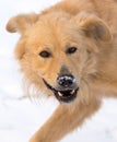 A dog eats meat in the snow Royalty Free Stock Photo